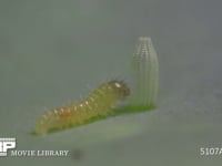 モンシロチョウ　ふ化 ふ化殻を食べる　⑫/19