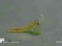 モンシロチョウ　ふ化 ふ化殻を食べる途中で休む　⑭/19