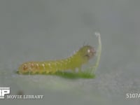モンシロチョウ　ふ化 抜け出した卵殻を食べ終えるまで　約４０分を１分１６秒に短縮　②/2