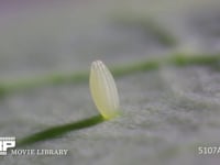 モンシロチョウ　産卵直後の卵 