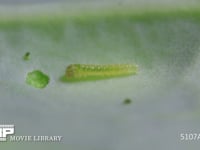 モンシロチョウ　１齢幼虫 キャベツを食べた後休む