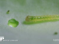 モンシロチョウ　１齢幼虫 キャベツを食べた後、中休みのため後ろに下がる