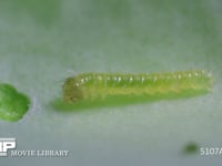 モンシロチョウ　１齢幼虫 休んだ後同じ場所で食べる