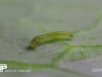 モンシロチョウ　１齢幼虫 キャベツ葉上を移動する