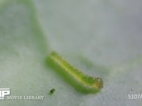 モンシロチョウ　１齢幼虫 キャベツ葉上を移動する
