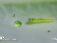 モンシロチョウ　１齢幼虫 食事の中休み