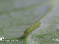 モンシロチョウ　１齢幼虫 キャベツ葉上を移動する