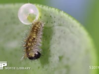 アゲハチョウ　卵　ふ化 卵から幼虫が抜け出る　②/8