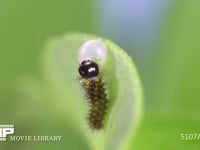 アゲハチョウ　卵　ふ化 ふ化した卵殻を食べる　⑥/8