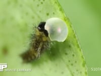 アゲハチョウ　卵　ふ化 ふ化した卵殻を半分くらい食べる