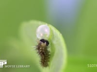 アゲハチョウ　卵　ふ化 ふ化した卵殻を食べる　⑦/8