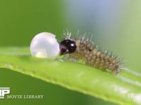 アゲハチョウ　卵　ふ化 ふ化後、休む１齢幼虫