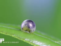 アゲハチョウ　卵　ふ化 ふ化前、卵の中で動く幼虫