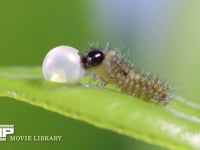 アゲハチョウ　卵　ふ化 ふ化後、卵殻を食べる幼虫