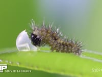 アゲハチョウ　卵　ふ化 ふ化後、卵殻を食べる１齢幼虫　約１３分を１分に短縮