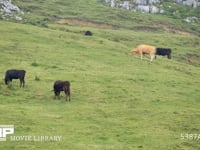 四国カルスト　牛の放牧 四国カルストで放牧されている牛たち　60fps　サンプル動画は30fps