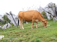 四国カルスト　牛の放牧 四国カルストで放牧されている牛たち　60fps　サンプル動画は30fps