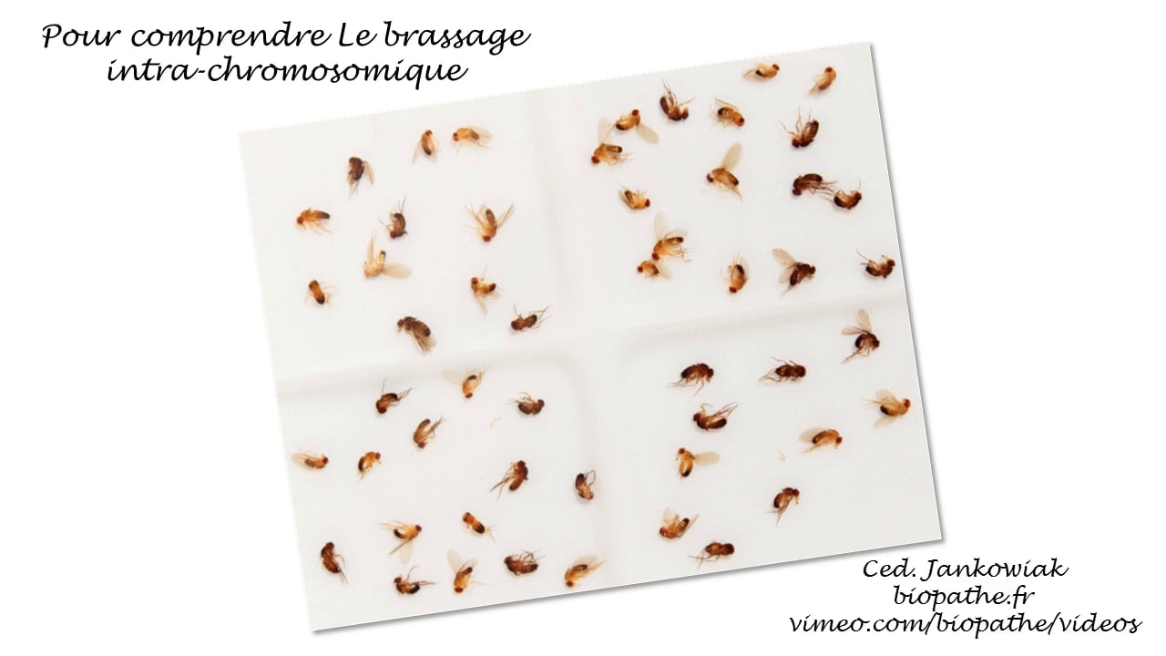 Comprendre Le Brassage Intra Chromosomique Chez La Drosophile On Vimeo