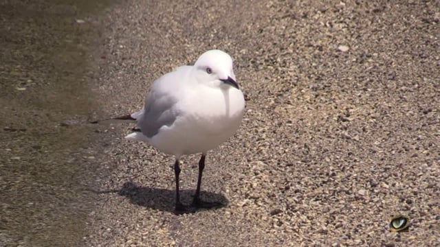 Black-billed Gull (Larus bulleri, Laridae: Gulls, Terns) Rotorua area, New Zealand