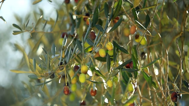 Garda Trentino Extra Virgin Olive Oil, the Green Gold of Lake Garda