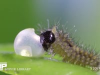 アゲハチョウ卵　ふ化 ふ化後、卵殻を食べる幼虫