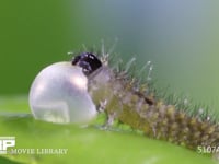 アゲハチョウ卵　ふ化 ふ化後、卵殻を食べる幼虫