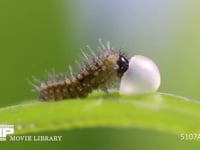 アゲハチョウ卵　ふ化 小休止後、卵殻を食べ続ける幼虫