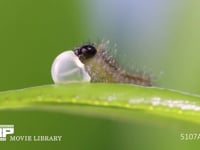 アゲハチョウ卵　ふ化 卵殻を食べ続ける幼虫