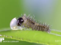 アゲハチョウ卵　ふ化 小休止後、卵殻を食べ続ける幼虫