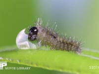 アゲハチョウ卵　ふ化 残り少なくなった卵殻を食べ続ける幼虫