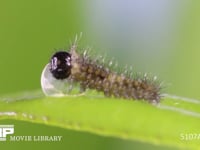 アゲハチョウ卵　ふ化 残り少なくなった卵殻を食べ続ける幼虫