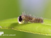 アゲハチョウ卵　ふ化 小休止後、残り少なくなった卵殻を食べ続ける幼虫