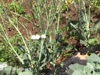 モンシロチョウ スティックブロッコリーの花雷に産卵