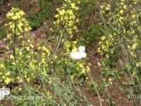 モンシロチョウ 菜の花（スティックブロッコリーの花）吸蜜