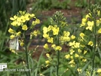 モンシロチョウ 菜の花（スティックブロッコリーの花）吸蜜