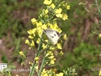 モンシロチョウ 菜の花（スティックブロッコリーの花）吸蜜