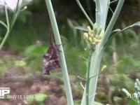 テングチョウ 菜の花の茎に止まる　枯れ葉に擬態？