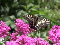 キアゲハ ムシトリナデシコ訪花