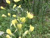 ハナアブ 菜の花を飛び回る