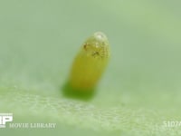 モンシロチョウ卵　ふ化 ふ化前卵殻を食い破る幼虫　穴があいてきた