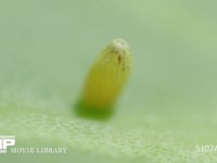 モンシロチョウ卵　ふ化 ふ化前卵殻を食い破る幼虫