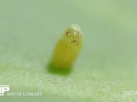 モンシロチョウ卵　ふ化 ふ化前卵殻の穴を食い拡げる幼虫