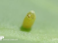 モンシロチョウ卵　ふ化 ふ化前卵殻の穴を食い拡げる幼虫