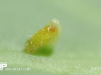 モンシロチョウ卵　ふ化 食い拡げた穴から幼虫が抜け出す