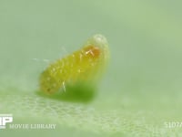 モンシロチョウ卵　ふ化 食い拡げた穴から幼虫が抜け出す