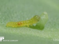 モンシロチョウ卵　ふ化 抜け出した卵殻を食べる1齢幼虫