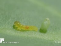 モンシロチョウ卵　ふ化 抜け出した幼虫が方向転換し、卵に向かう