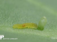 モンシロチョウ卵　ふ化 抜け出した幼虫が方向転換卵に向かい、卵殻を食べ始める