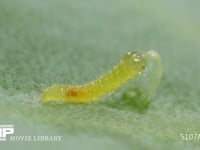 モンシロチョウ卵　ふ化 抜け出した卵殻を食べる1齢幼虫