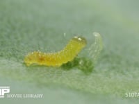 モンシロチョウ卵　ふ化 残り少なくなった卵殻を食べる1齢幼虫